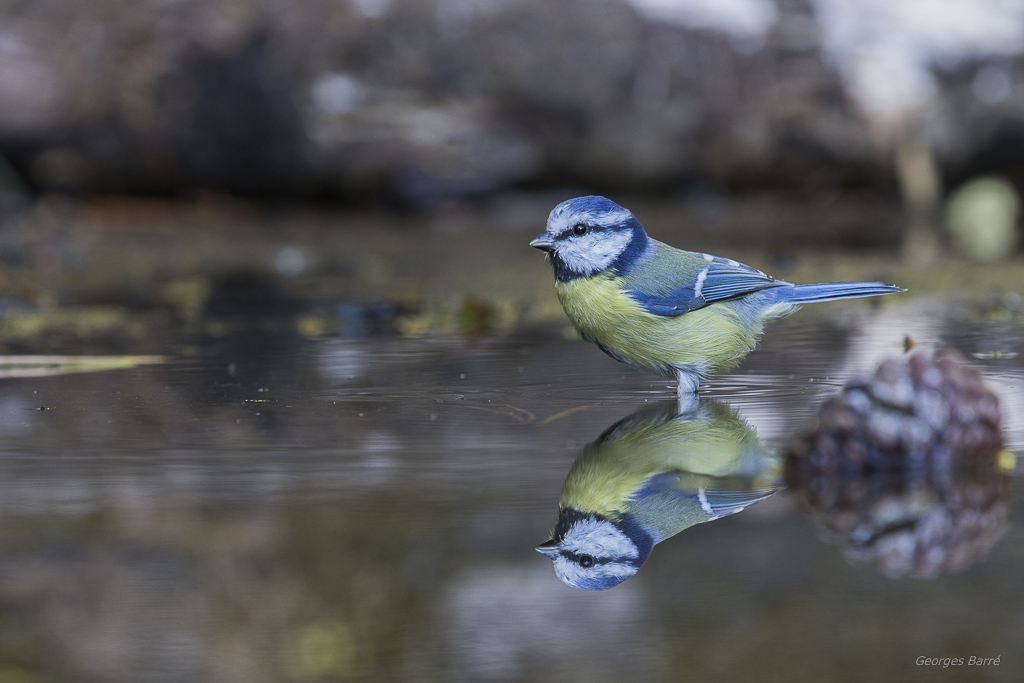 Mésange Bleue (Cyanistes caeruleus)-198.jpg