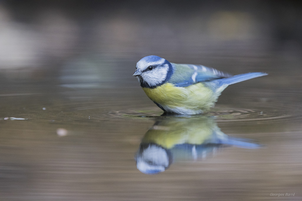 Mésange Bleue (Cyanistes caeruleus)-203.jpg