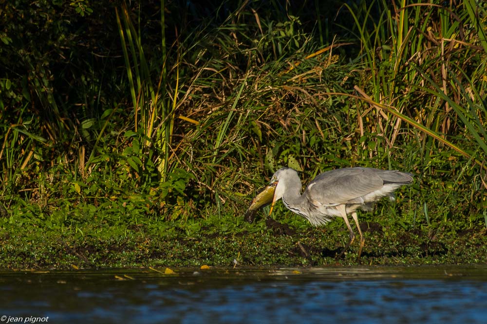 heron affut flottant 10 2018-4.JPG