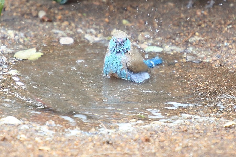 Cordon bleu d'Angola.jpg