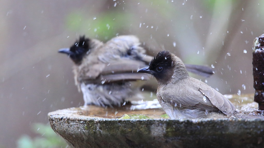 Bulbul des jardins.jpg