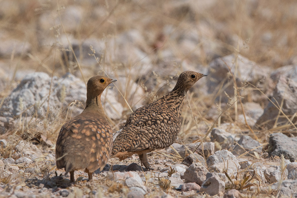 66.Gangas namaqua (c).jpg