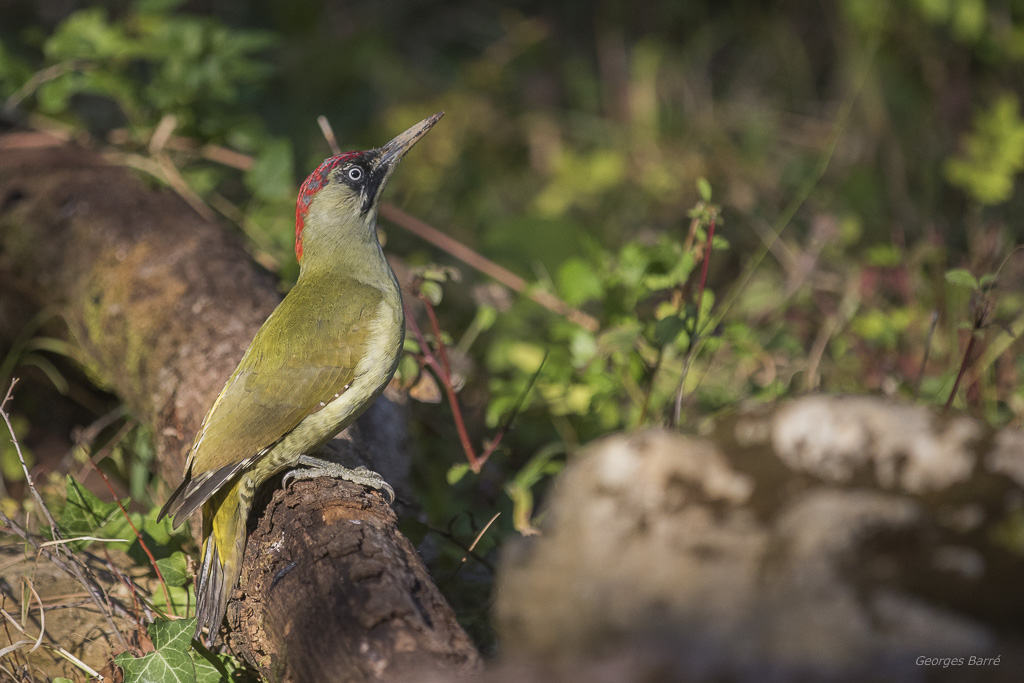 Pic Vert (Picus viridis)-8.jpg