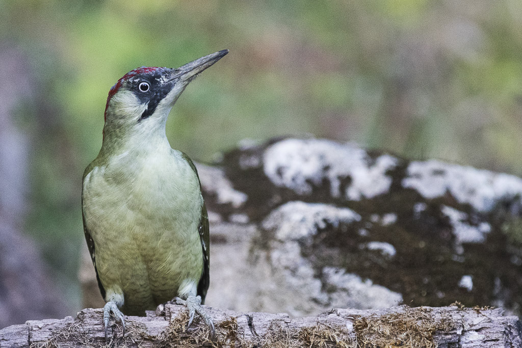 Pic Vert (Picus viridis)-9.jpg