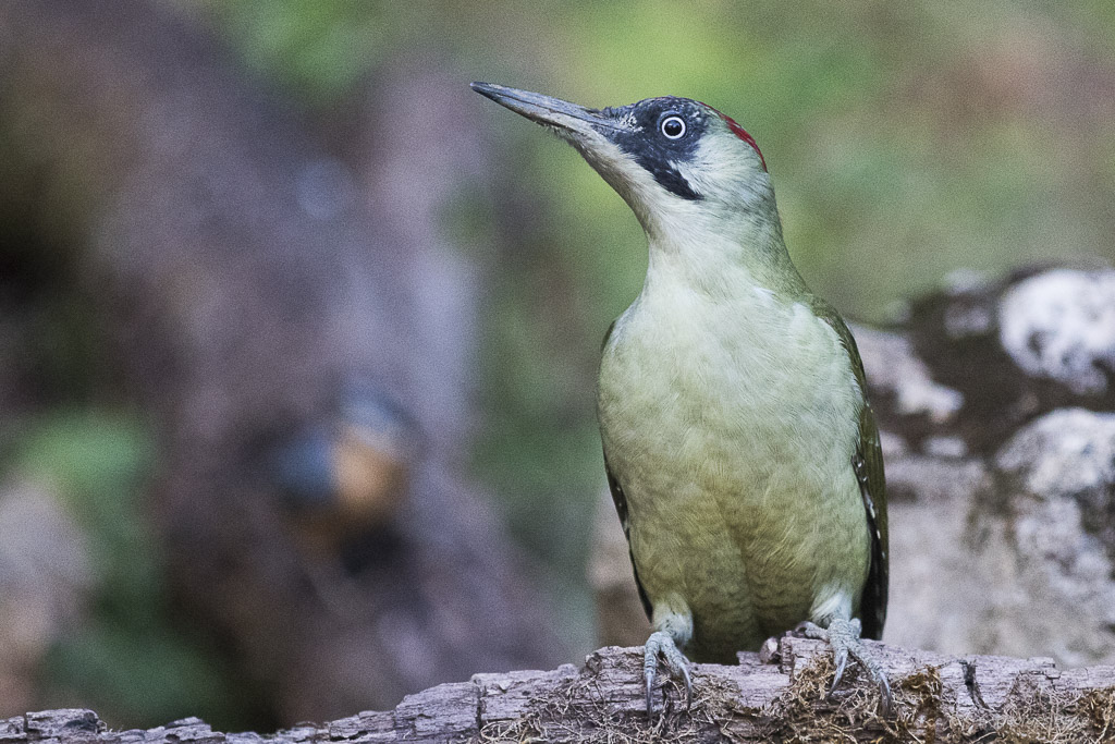 Pic Vert (Picus viridis)-14.jpg