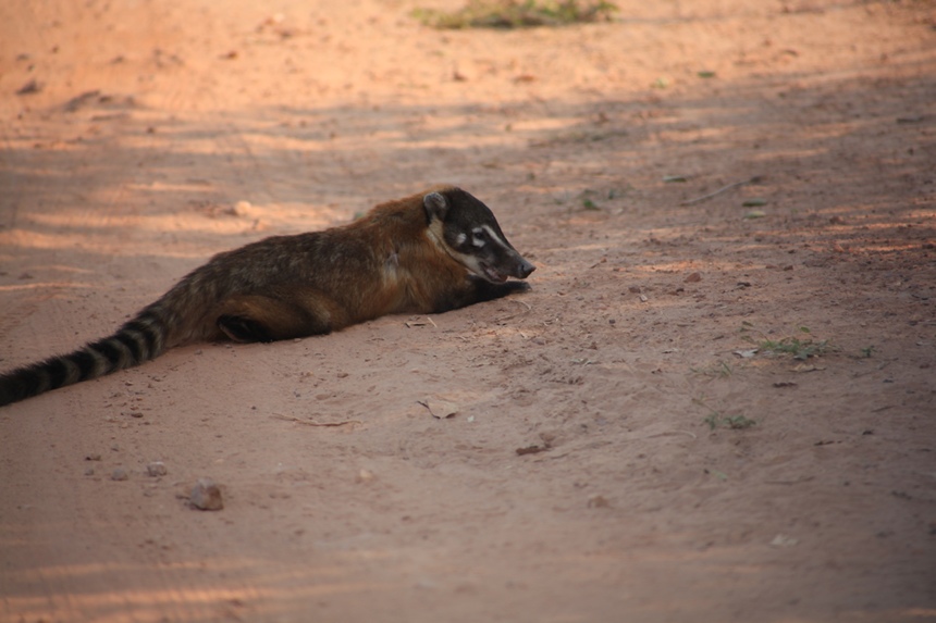 Coati.jpg