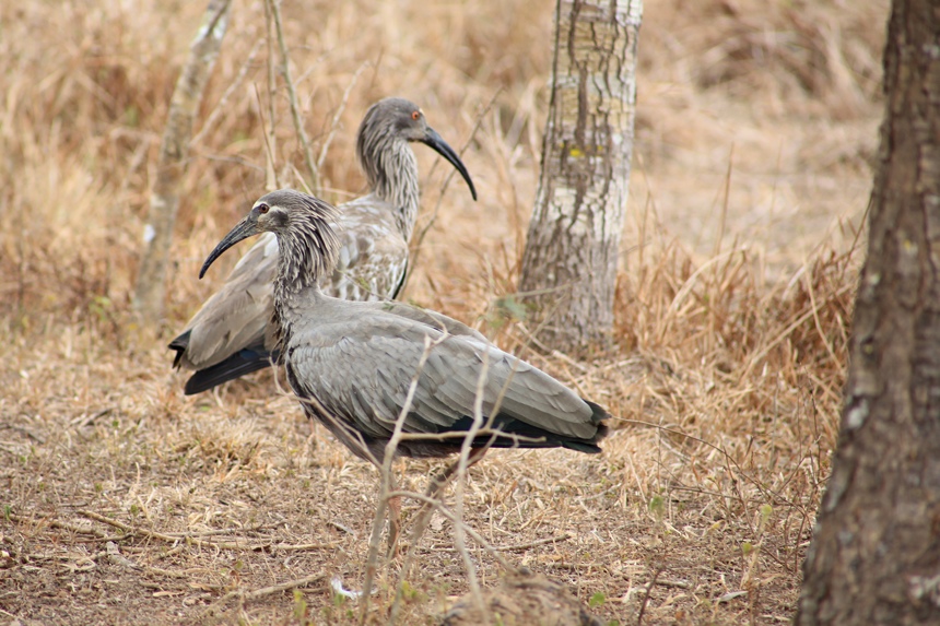 Ibis plombé.jpg