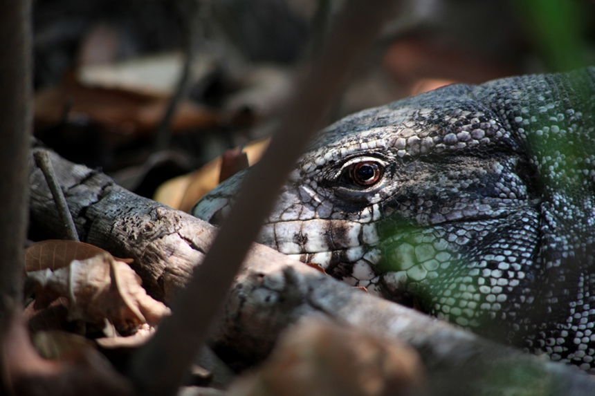 Tegu noir et blanc.jpg