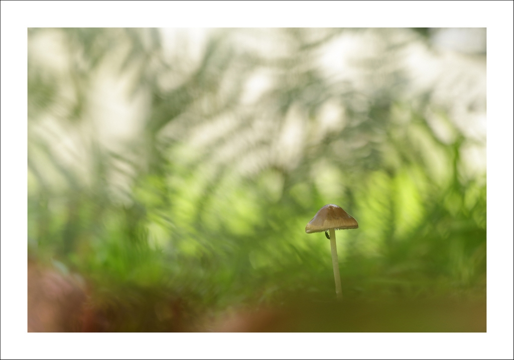 Champignon-Cohabitation..jpg