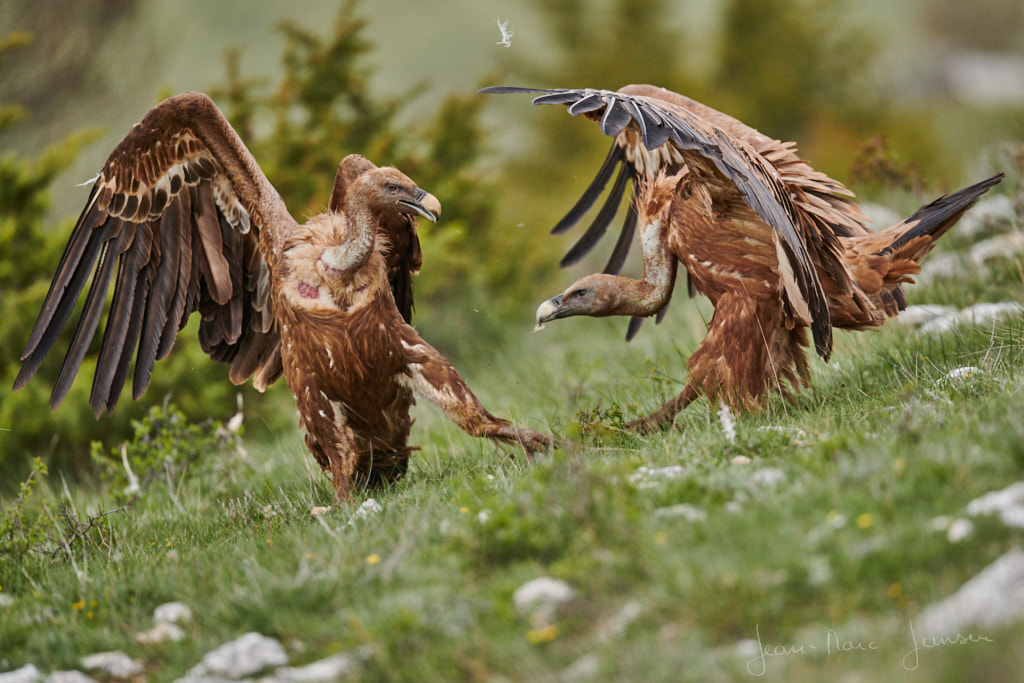 VautoursFauvesCevennes_mai2018_©Jean-MarcJANSEN_J85_1108102480%.jpg