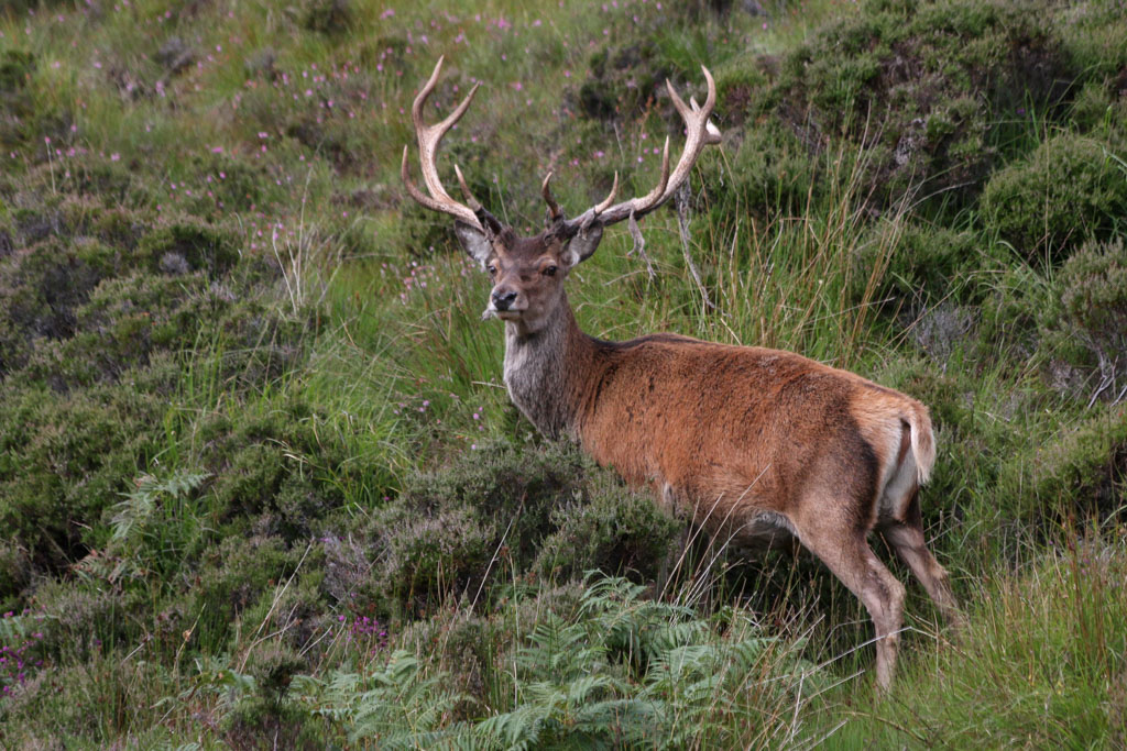 IMG_3907 red deer-1.jpg