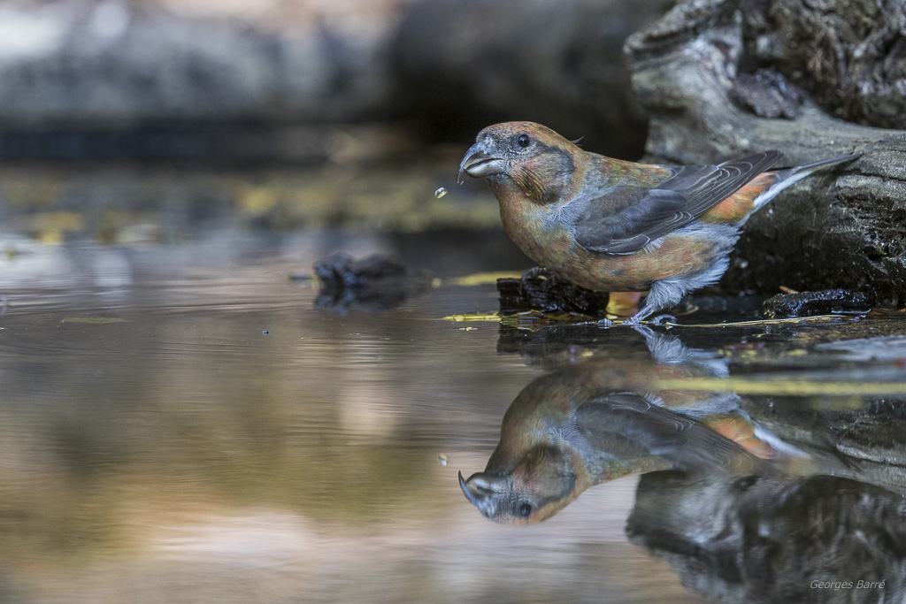 Gros Bec Casse Noyaux (Coccothraustes coccothraustes)-131.jpg