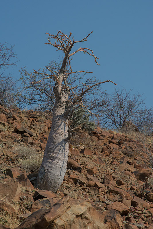 76-Pachypodium.jpg