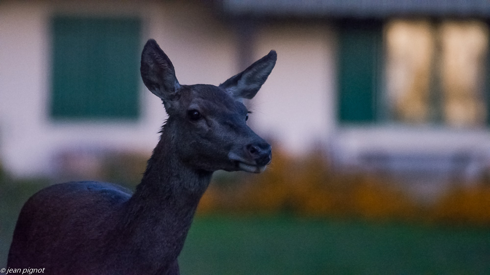 portrait de biche 10 2018.JPG