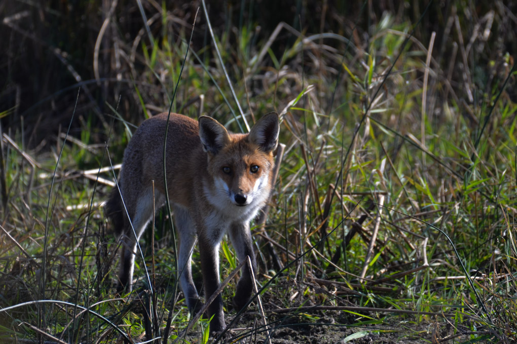 Renard roux.jpg