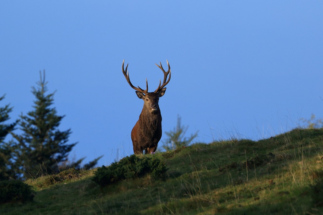 Brame du Cerf 2018 (1).jpg