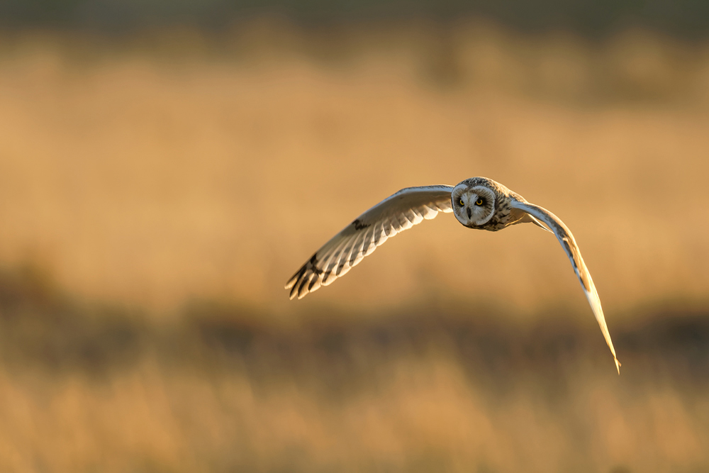 HIBOU-DES-MARAIS-20181017 (3).jpg