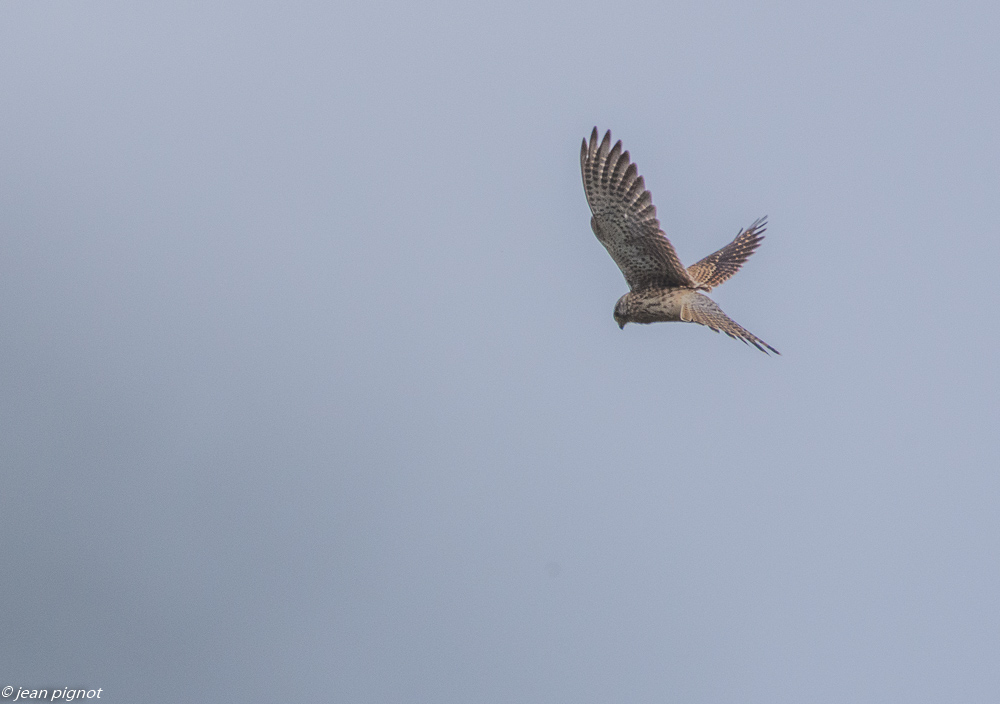 oiseaux billebeaude 10 2018.JPG