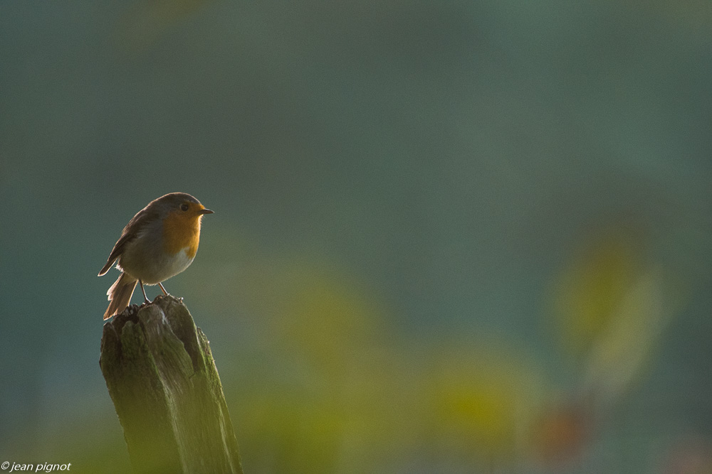 oiseaux billebeaude 10 2018.JPG