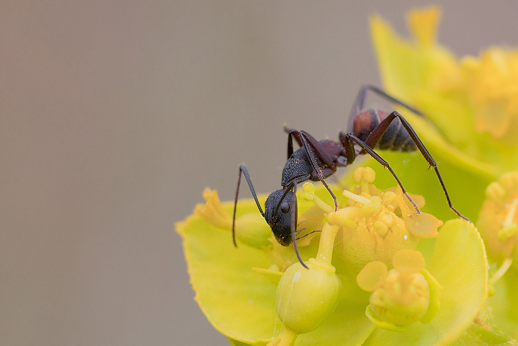 Camponotus cruentatus 6 PN IN.jpg