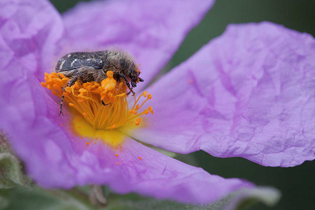 cétoine funeste (Oxythyrea funesta) 10 IN.jpg