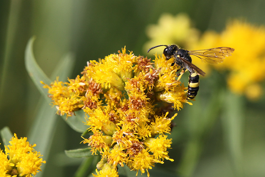 Cerceris rybyensis 4 IN.jpg