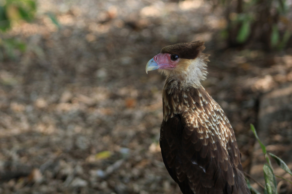 Caracara-huppé.jpg