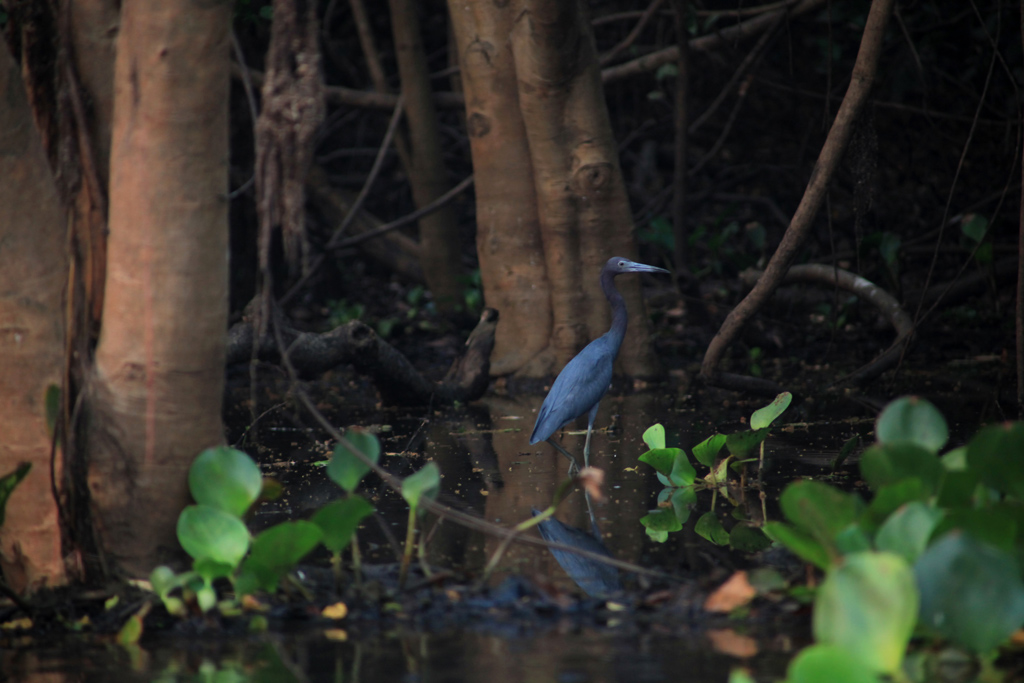 Aigrette-bleue.jpg