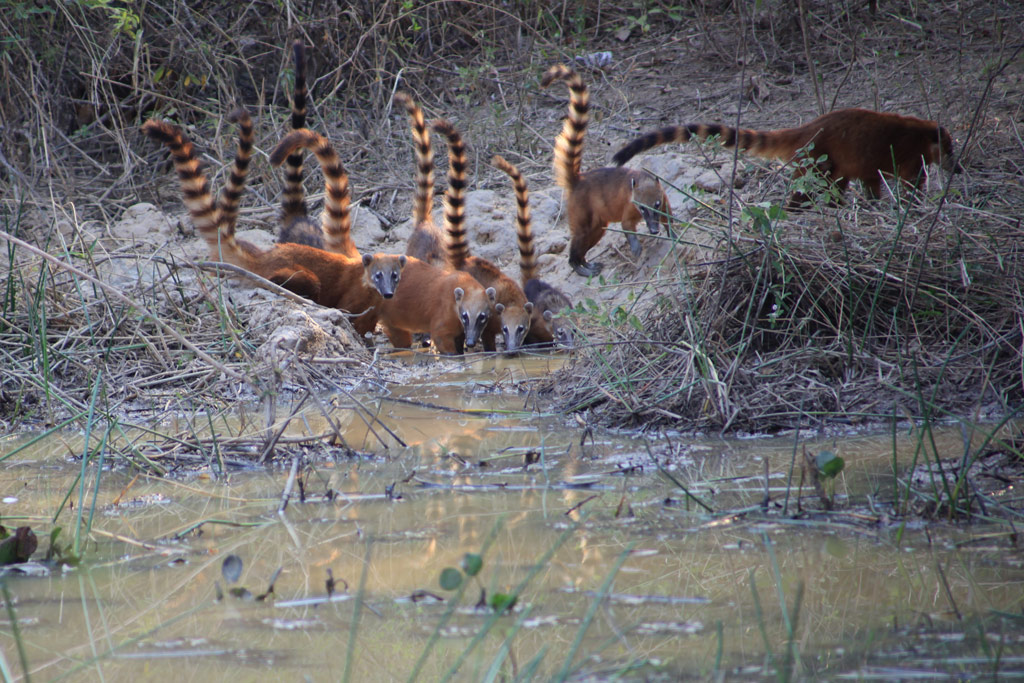 Groupe-de-coatis.jpg