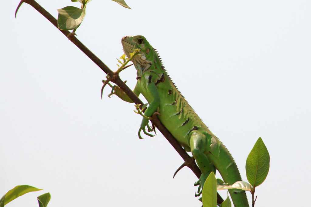 Iguane-vert.jpg