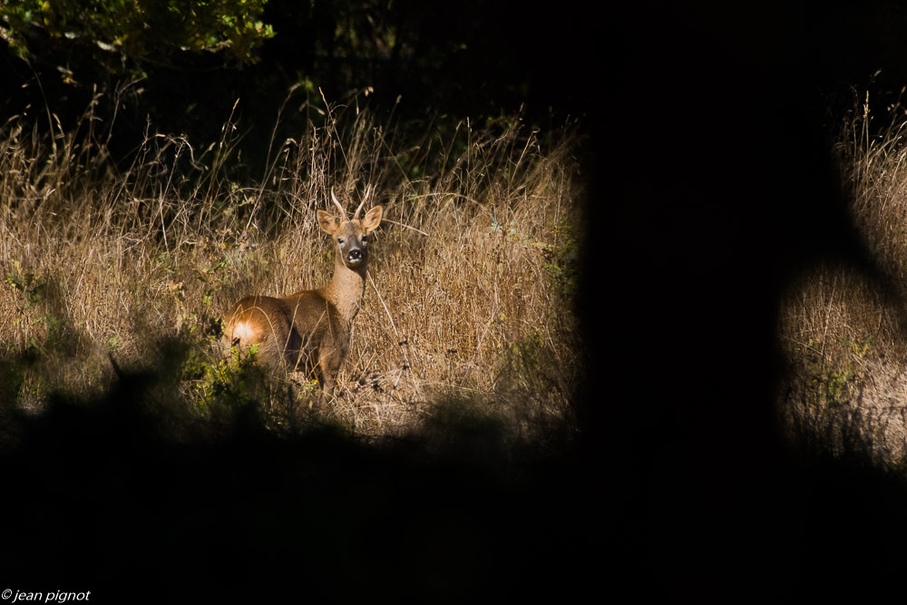 chevreuil billebeaude 10 2018-2.JPG