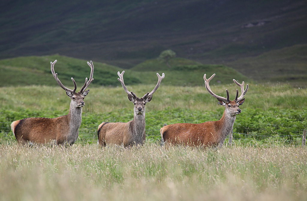 Cerf élaphe région d'Oban Ecosse_Jacques Rivière.jpg