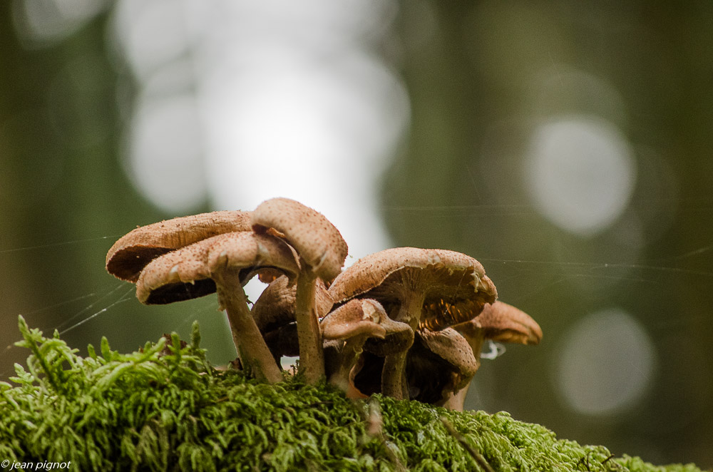 champignons 10 2018-4.JPG