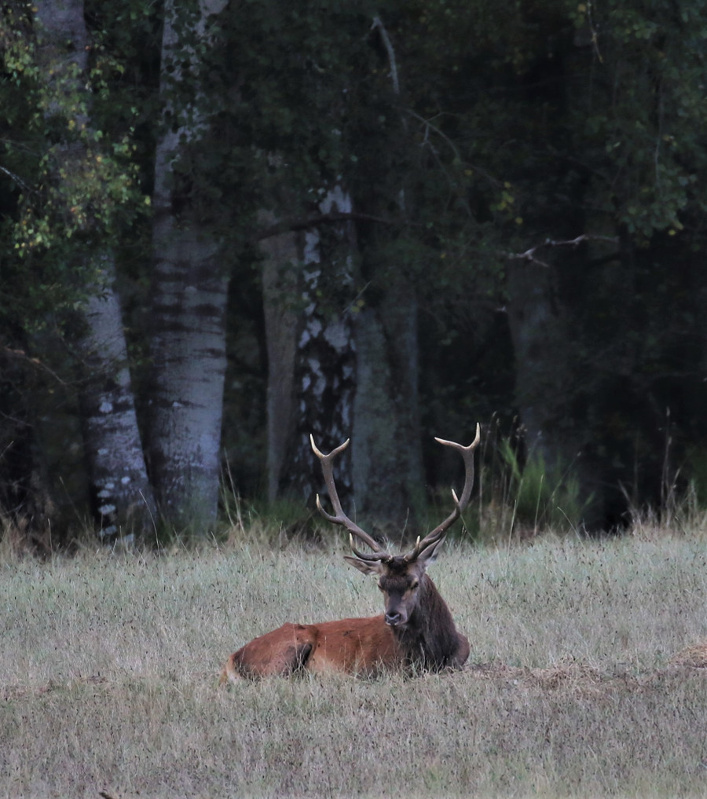 CERF Couché Chambord ch.JPG