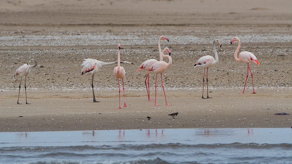 130-Flamants roses.jpg