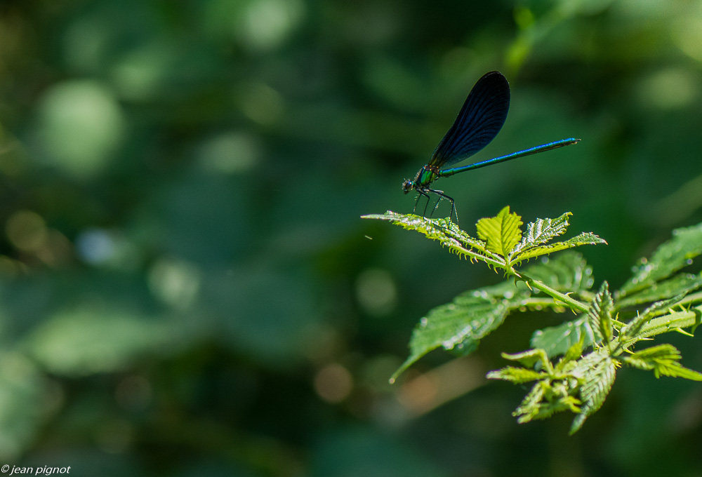 calopteryx virgo 11 2018.JPG