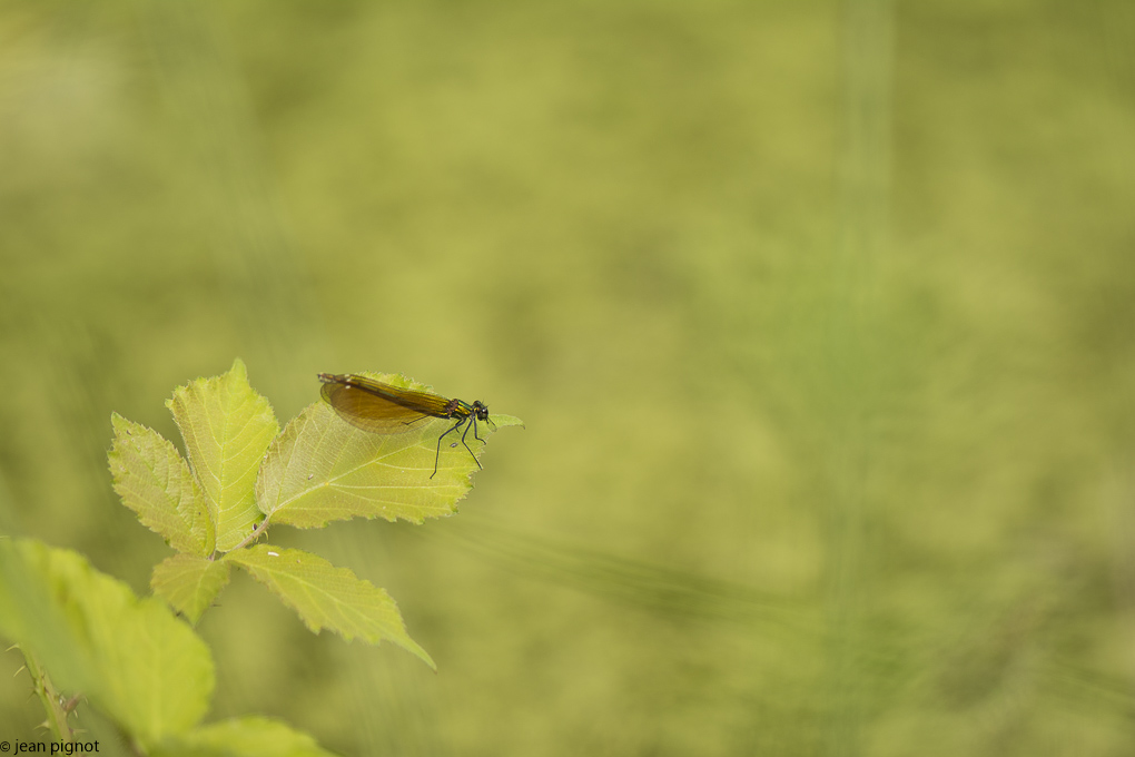 calopteryx virgo ton sur ton.JPG