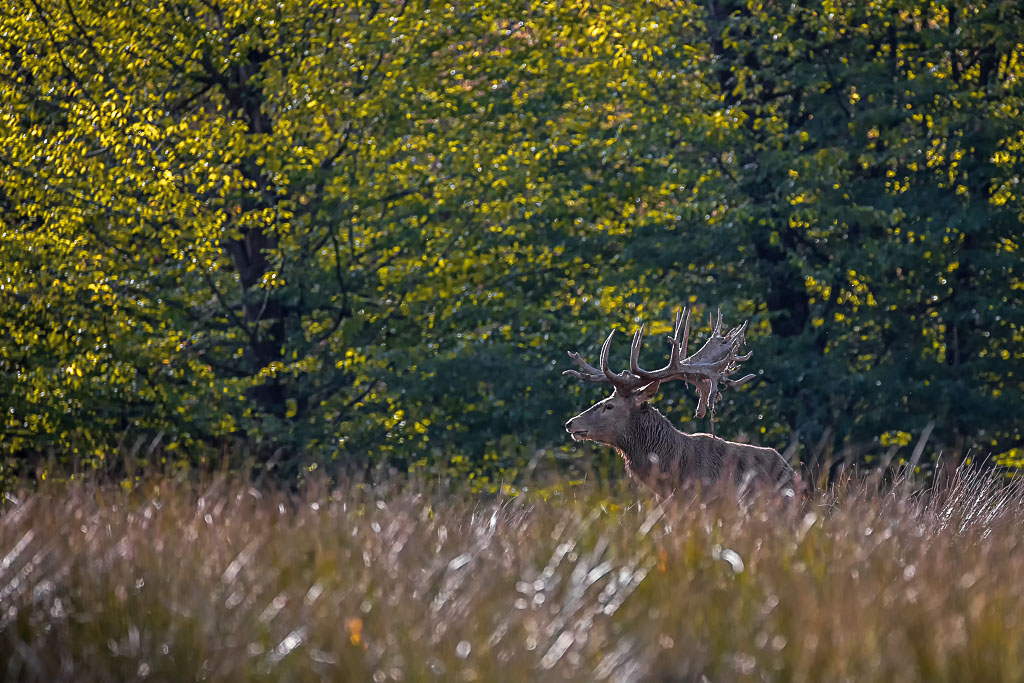 Cerf Elaphe-3.jpg