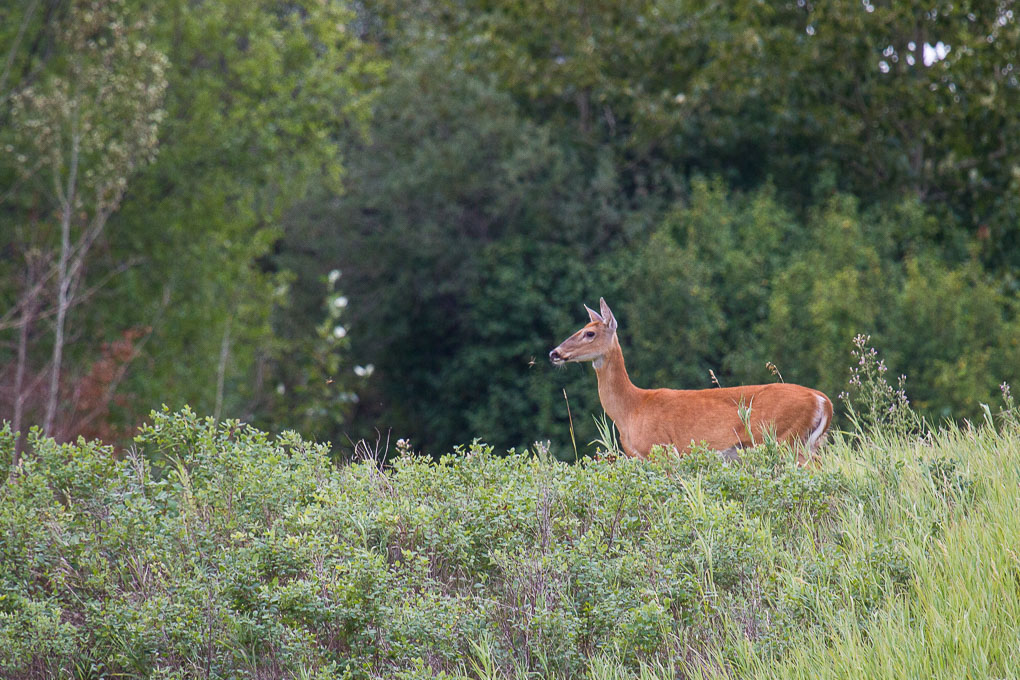 Biche-2.jpg