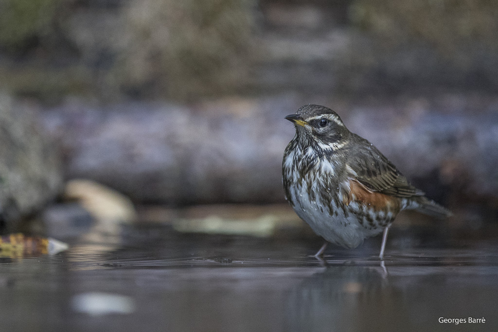 Grive Mauvis (Turdus iliacus)-14.jpg