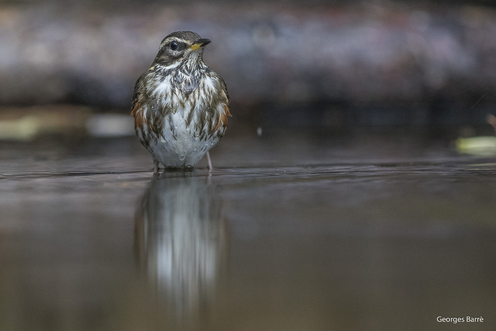 Grive Mauvis (Turdus iliacus)-17.jpg