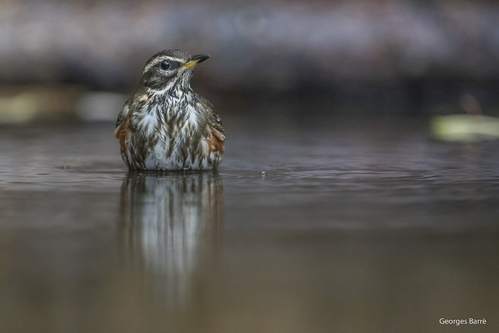 Grive Mauvis (Turdus iliacus)-19.jpg