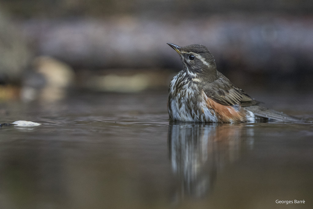 Grive Mauvis (Turdus iliacus)-22.jpg