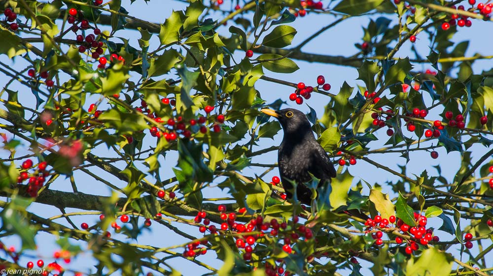 oiseaux de ma haie11 2018.JPG