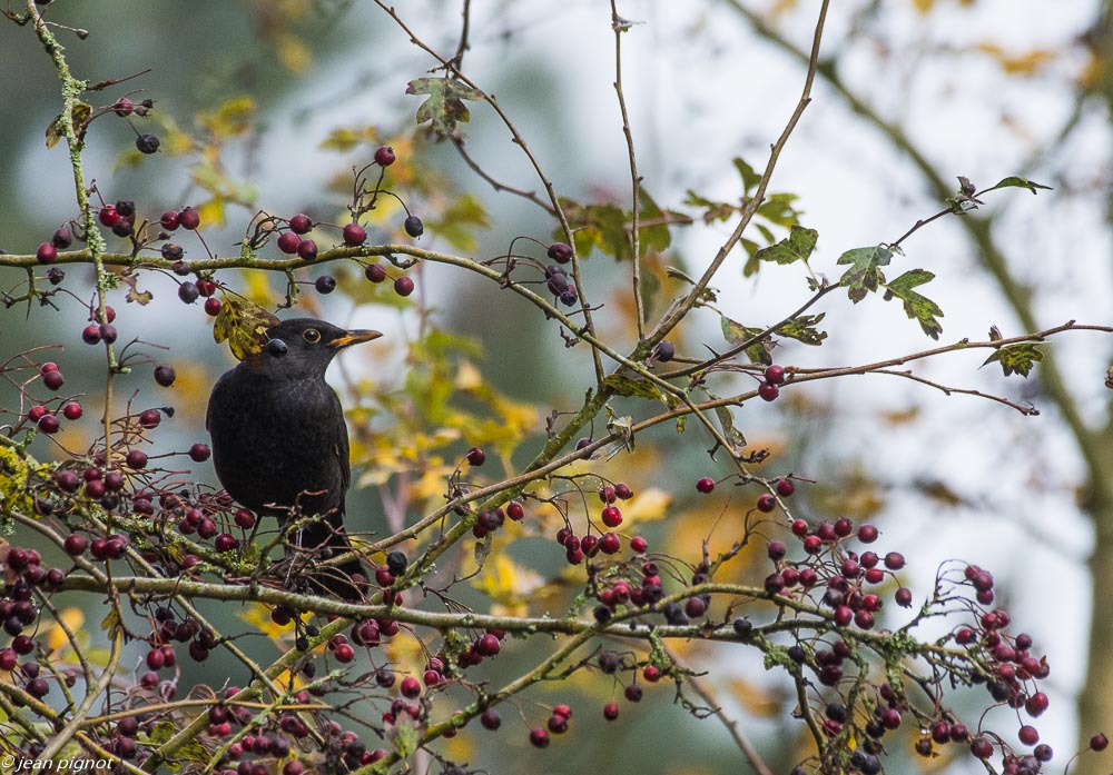 oiseaux des haie 11 2018-2.JPG