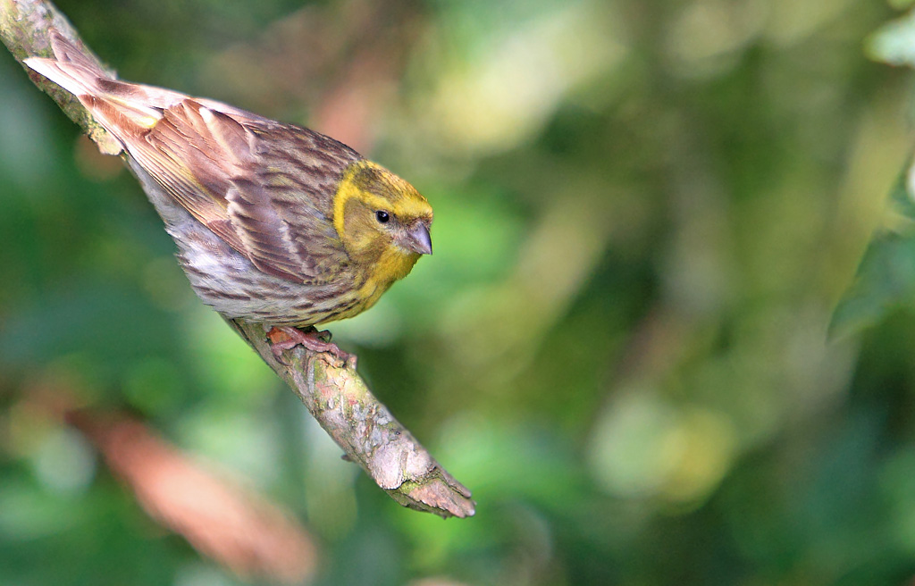 Serin cini M 13 IN.jpg