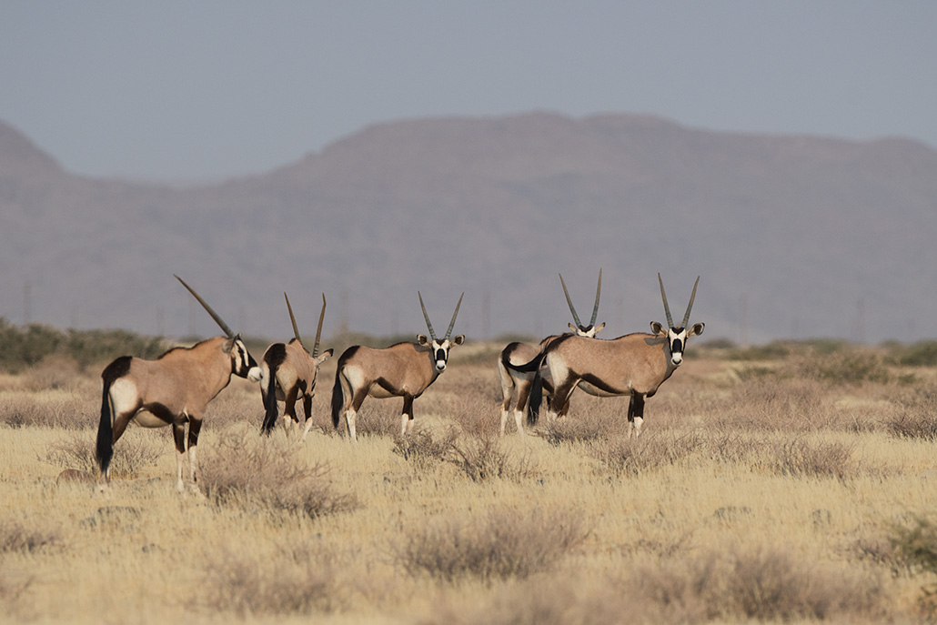 186-Encore des oryx.jpg