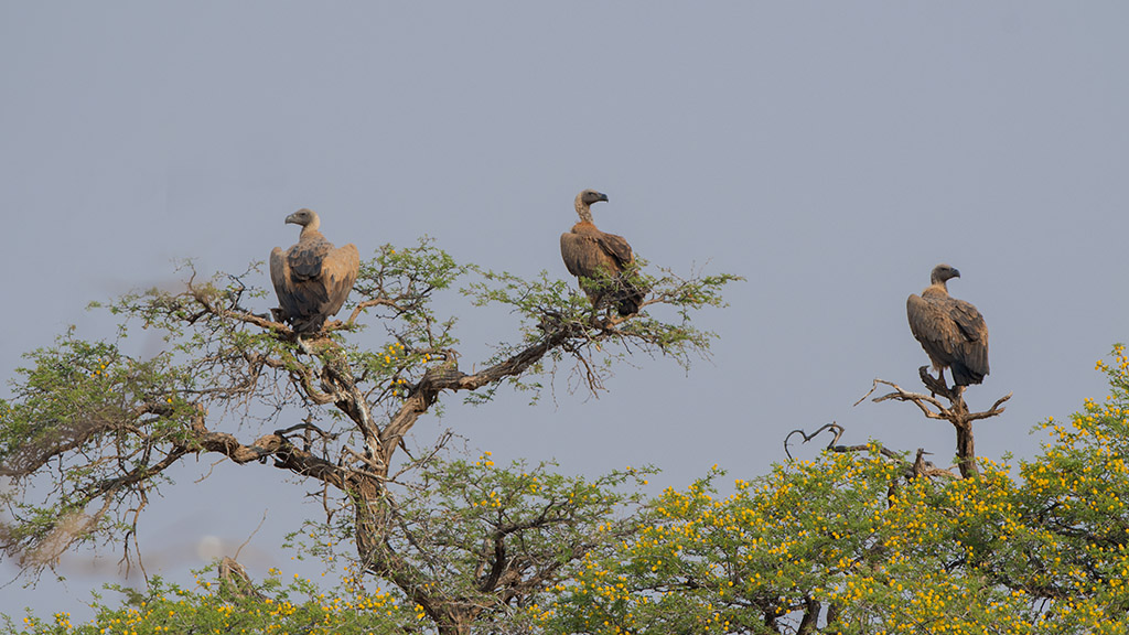 194-vautour africain.jpg