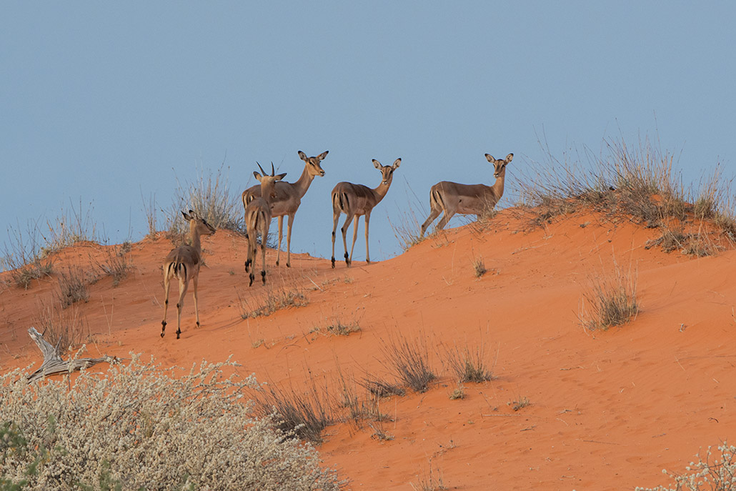 195-Impalas.jpg