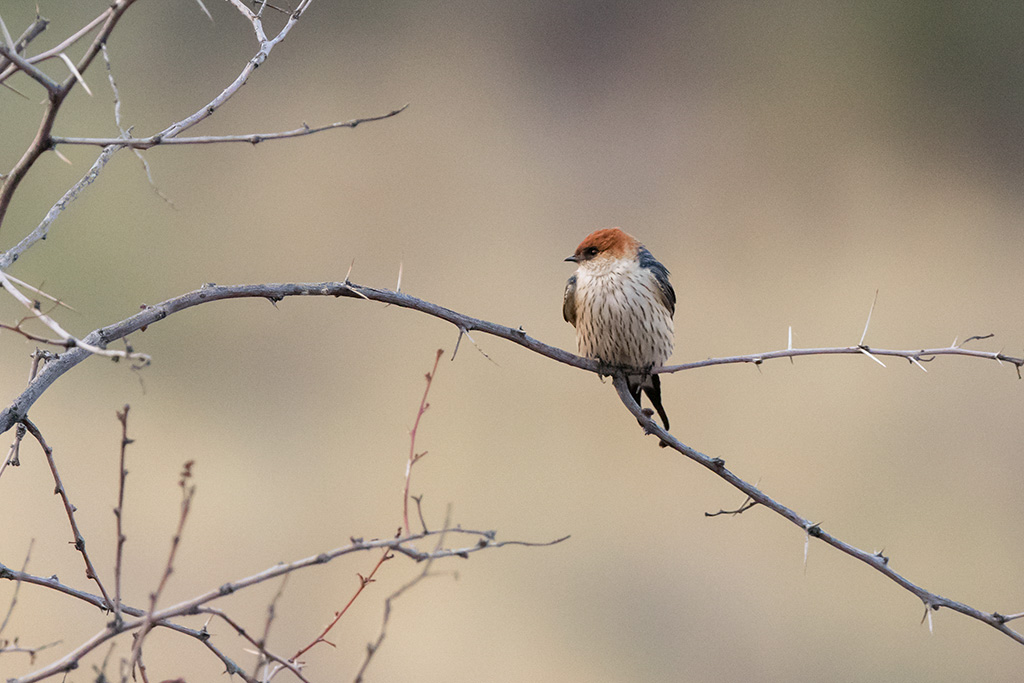 200-hirondelle à tête rousse.jpg